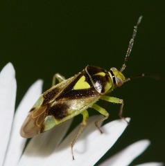Orthops scutellatus