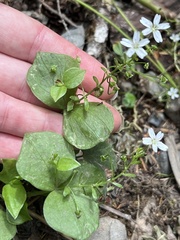 Claytonia