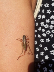Roeseliana roeselii