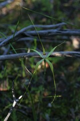 Caladenia elegans