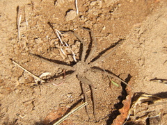 Sicarius rupestris