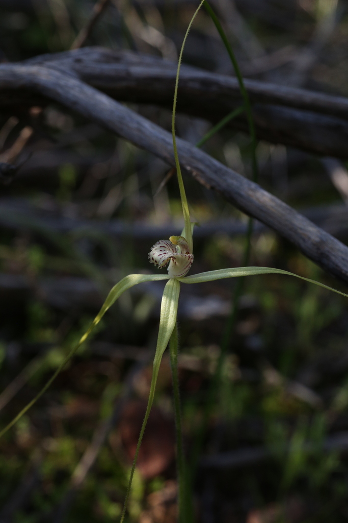 Caladenia elegans