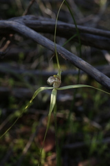 Caladenia elegans
