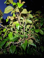 Endiandra muelleri bracteata