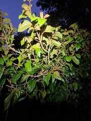 Endiandra muelleri bracteata