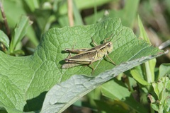 Melanoplus bivittatus