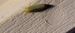 Gyponana octolineata