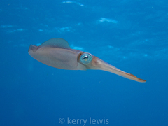 Sepioteuthis sepioidea