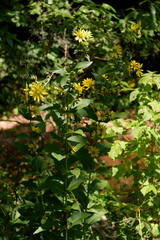 Silphium