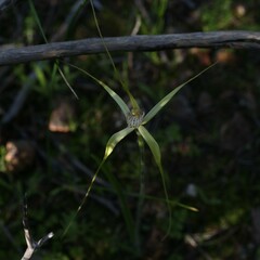 Caladenia elegans