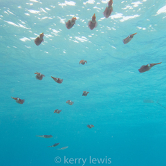 Sepioteuthis sepioidea