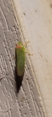 Gyponana octolineata