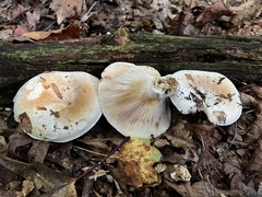 Russula compacta