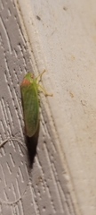 Gyponana octolineata