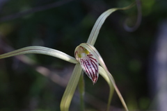 Caladenia elegans