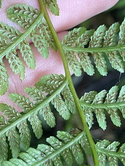 Athyrium