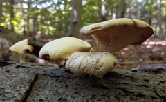 Pleurotus citrinopileatus