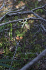 Caladenia elegans