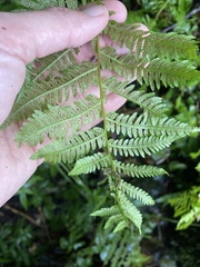 Athyrium