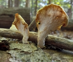 Pleurotus citrinopileatus