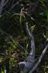 Caladenia elegans