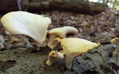 Pleurotus citrinopileatus