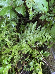 Athyrium