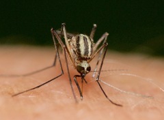 Aedes trivittatus