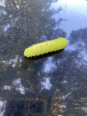 Antheraea polyphemus