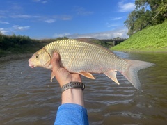Carpiodes cyprinus