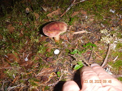 Boletus smithii