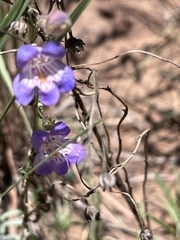 Penstemon