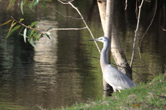 Egretta novaehollandiae