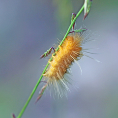 Pygarctia roseicapitis