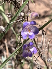 Penstemon