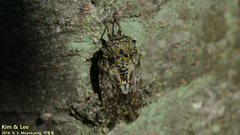 Platypleura kaempferi