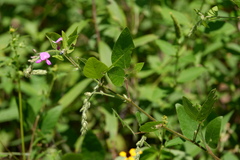 Desmodium canescens