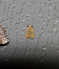 Dichomeris punctipennella