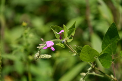 Desmodium canescens