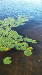 Nymphaea