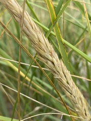 Ammophila breviligulata