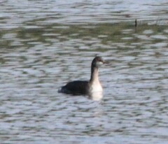 Podiceps auritus