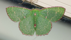 Eucyclodes metaspila