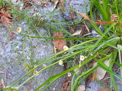 Erigeron karvinskianus