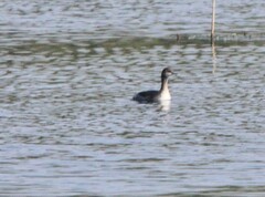 Podiceps auritus