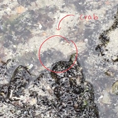 Decapoda