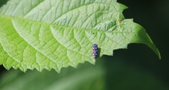 Cicadellinae