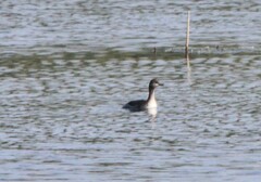 Podiceps auritus