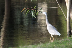 Egretta novaehollandiae