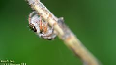 Salticidae